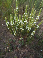 Gnidia spicata
