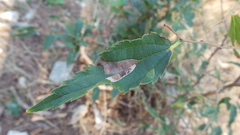 Phyllonorycter millierella