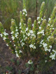 Gnidia spicata