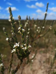 Gnidia spicata