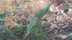 Phyllonorycter millierella