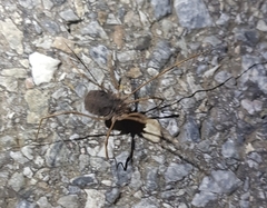 Bidentolophus bidens