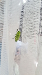 Chrysodema