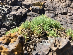 Spergularia rupestris