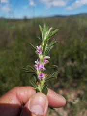 Psoralea bolusii