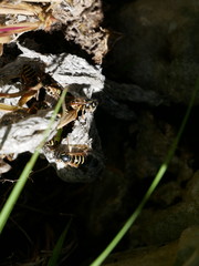 Dolichovespula norwegica
