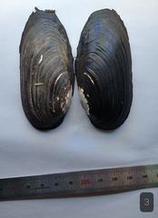 Nodularia douglasiae