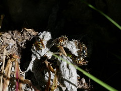 Dolichovespula norwegica