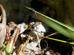Dolichovespula norwegica
