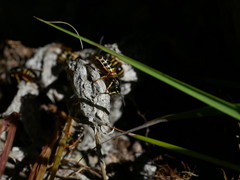 Dolichovespula norwegica