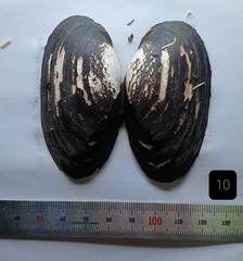 Nodularia douglasiae