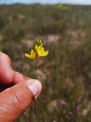 Ixia odorata