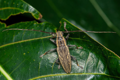 Bumetopia stolata