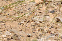 Acanthodactylus boskianus