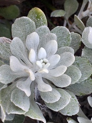 Senecio ostenii