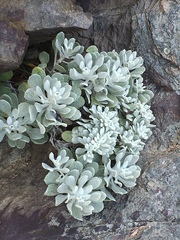 Senecio ostenii