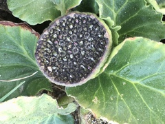 Dorstenia brasiliensis