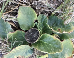 Dorstenia brasiliensis