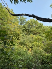 Dumetella carolinensis