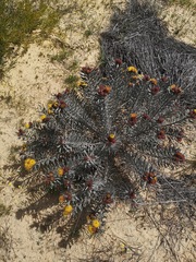 Leucospermum parile