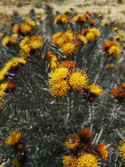 Leucospermum parile