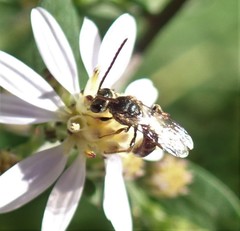 Lasioglossum zephyrus