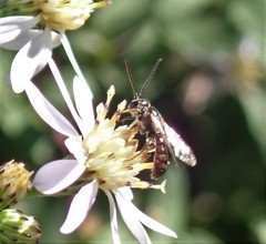 Lasioglossum zephyrus