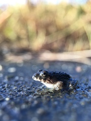 Fejervarya kawamurai