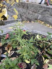 Erysimum cheiranthoides