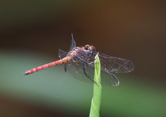 Elasmothemis cannacrioides