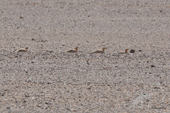 Pterocles senegallus