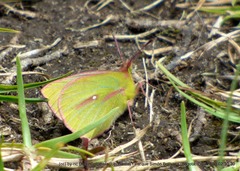 Colias dimera