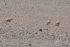 Pterocles senegallus