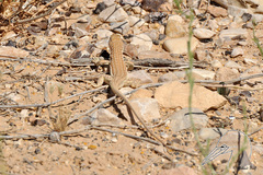 Acanthodactylus boskianus