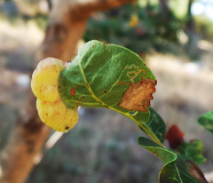 Ectoedemia terebinthivora