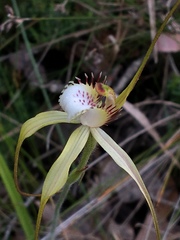 Caladenia citrina