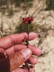 Stylapterus fruticulosus