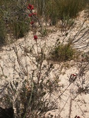 Stylapterus fruticulosus