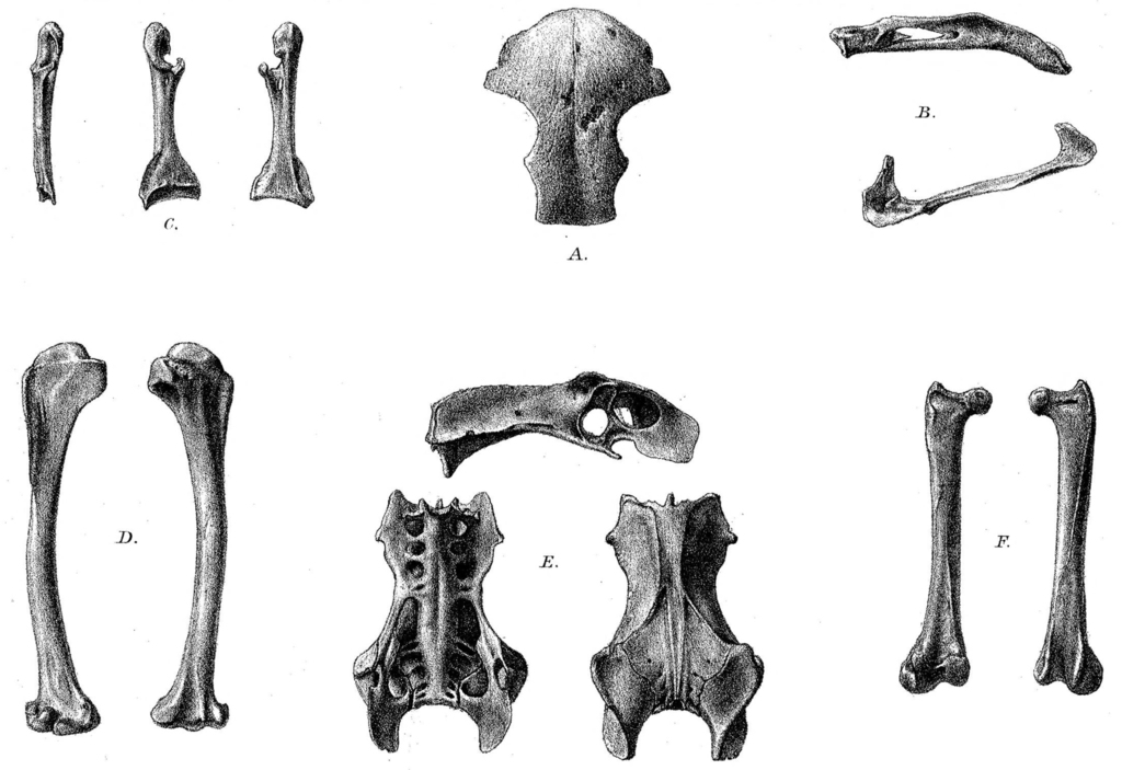 Rodrigues Scops-Owl photo
