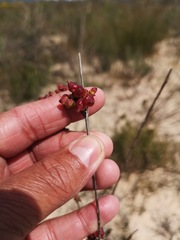 Stylapterus fruticulosus