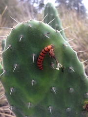 Cactoblastis cactorum