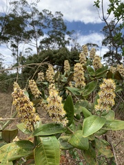 Miconia fallax