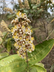 Miconia fallax