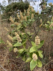 Miconia fallax