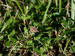 Phytometra viridaria