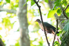 Macropygia tenuirostris