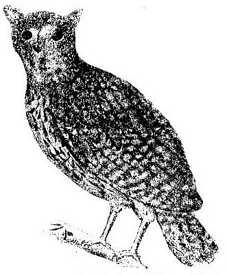 Mauritius Scops-Owl (Otus sauzieri) photo