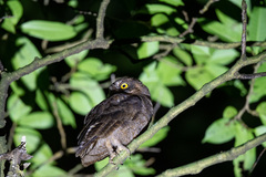 Otus elegans