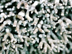 Sphaerophorus fragilis