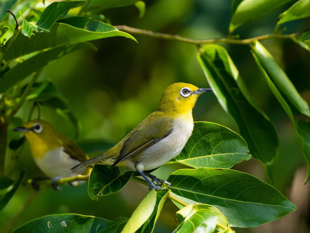 Lowland White-Eye